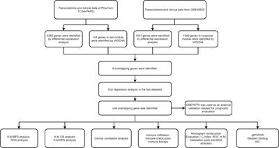 Identification of a prognostic biomarker predicting biochemical recurrence and construction of a novel nomogram for prostate cancer